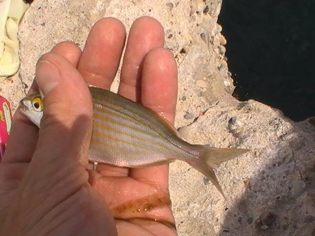 pestisoriii de aur - pic5993.JPG